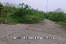 三月三，地菜子煮鸡蛋视频封面