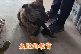 这是一次失败的教育，建议下次让我来！视频封面
