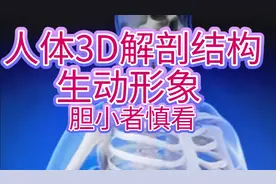 完整版医学人体3D解剖结构生动形象，简单易懂 值得收藏视频很长