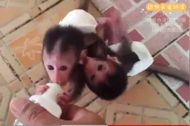 两只粘性极强的膏药猴吃奶，看着就不得劲。