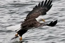 实拍老鹰俯冲入水抓鱼反被拖入水中，竟双翅游泳到岸边。视频封面