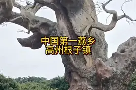 中国第一荔乡    高州根子镇@小苗自媒体 @南国一张视频封面