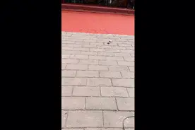 永远跟党走演唱现场视频封面