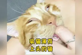 猫咪吸了猫薄荷的反应，🐱：这批货~太纯了~