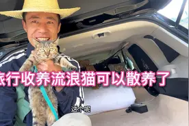 自驾旅行收养流浪狸花猫可以户外散养认车为家