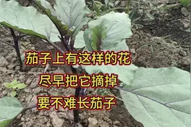 茄子上出现这样的花骨朵，尽早把它摘掉，要不茄子长不好视频封面