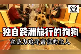 流浪狗狗博吉从来没有忘记主人，五年来独自漂洋过海苦苦追寻！视频封面