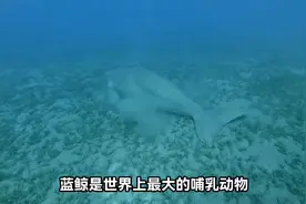 你知道蓝鲸是如何哺乳的吗？