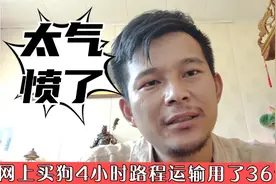网上买狗被坑，5个小时的车程运输64个小时才到，导致狗狗离开视频封面
