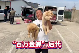 正宗赛级双血统金毛，“百万金蝉”后代，亮哥豪横又拿下两只