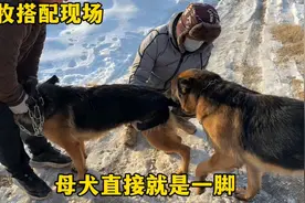 朋友德牧第一次发情前来借配，母犬现场表演手刨脚蹬舞，如何是好视频封面