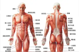 大腿肌肉相关知识，视频封面