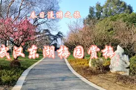 春日漫游之旅一一武汉东湖梅园赏梅视频封面