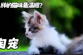 什么样的猫咪最温顺#小奶喵 #英短蓝白 #猫咪日常