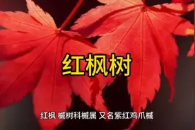 观赏价值扱高且可以药用的红枫树视频封面