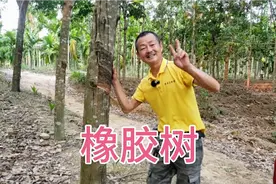橡胶树采胶，一面割八年，割完两面十六年