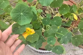 旱金莲的养护方法，4个要点，全年开花不断视频封面