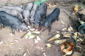 八零后小伙独自隐居深山，每天喂喂鸡鹅猪，虽然很忙但内心很充实视频封面