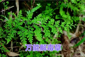 为什么乌蕨被称“万能解毒草” 你知道吗？视频封面