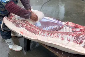 老人养了15个月的猪堪称极品 膘肥肉厚色泽红润 市场上根本买不到视频封面