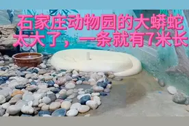 7米长的大白蟒蛇你看到过吗？石家庄动物园的蛇太大了，真吓人。