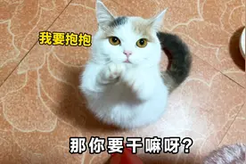 天冷小猫咪一直拜拜，暗示主人快点抱抱它！
