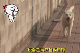 狗狗专“跟踪”养狗的人，四处蹭饭逢场作戏，社交比我还强