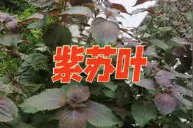 南方药食同源巜紫苏叶》视频封面