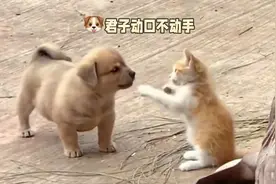 小猫和小狗也可以成为最好的朋友！
