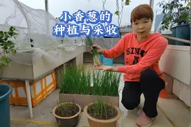 采收小香葱是拔还是剪？方法对越采越壮，冬季也能种好香葱视频封面