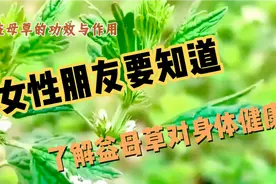 益母草的作用与功效视频封面
