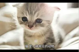 猫在佛教中有什么寓意？视频封面