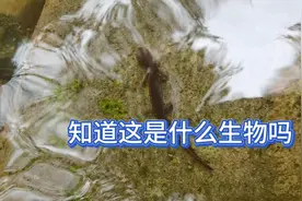 知道这是什么生物吗，看上去像壁虎，却生活在水中视频封面