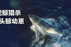 座头鲸妈妈刚刚生完宝宝，不幸遇到了虎鲸，宝宝危险视频封面