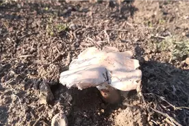 发现乌鲁木齐观园路旁山坡上长了好多野蘑菇，采蘑菇回家炒...图片