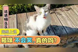网络上说猫咪不会笑，真的吗@西瓜宠物官方 @DOU+小助手