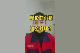 畸形小猪怎么处理