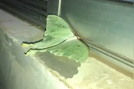 外星蝴蝶入侵，大家知道这是什么蝴蝶吗？太吓人了👻视频封面