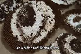 蜂蛹有哪些营养价值呢