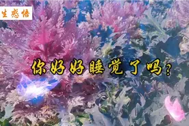 你好好睡觉了吗？  人生有两件事最重要:好好吃饭，好好睡觉视频封面