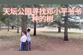 天坛公园寻找邓小平爷爷种的树，