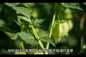 灯笼草-功效视频封面