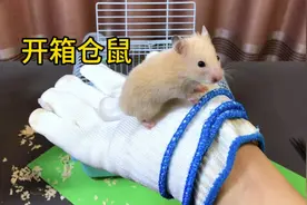 据说：仓鼠不但外表又萌又可爱而且饲养过程还很解压，帅小伙实测