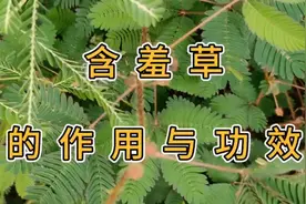 含羞草的功效与作用视频封面