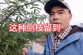 藤椒强旺枝，懂得去利用，它就会给你带来高产。视频封面