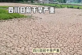 四川干旱严重，截止2025年6月，四川全省有44站出现气象干旱视频封面
