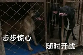 恶犬爷孙见面，误会重重，步步惊险，小黑开始放飞自我视频封面