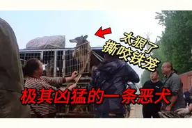 咬人的恶犬到底有多狠，咬不到人就咬钢筋，狗贩抄起铁夹教它做狗视频封面