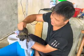 领养的6只小奶狗满月了，给它们洗个澡，毛茸茸的真可爱视频封面