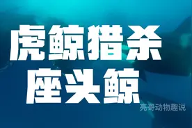 虎鲸猎杀座头鲸：真正的海洋巨兽之间的对决，场面无比惊险刺激视频封面